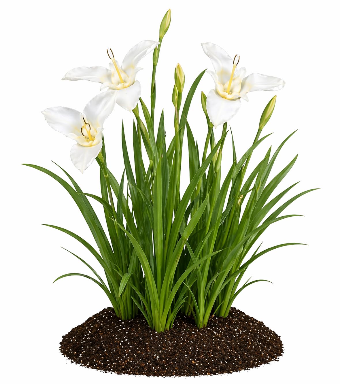 Votaniki Tigridia Pavonia Alba Immaculata Bulbs White Mexican Shell Flower Summer Bloom Garden Plants Cut Flower Use Sun to Part Sun Outdoor Planting (Pack of 3)