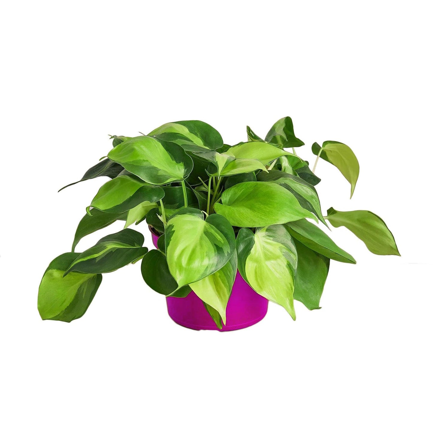 4 Pack Philodendron 'Brasil' in 4in Pot - Live Tropical Houseplant - Easy to Grow | Air Purifying | Variegated | USA Growers | The Snobby Leaf