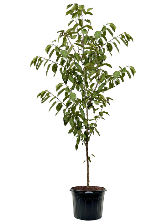 American Plant Exchange Cherry Tree 'Lambert' Semi-Dwarf – Live Fruit-Bearing Plant, 5-Gallon Pot, Cold Hardy, Sweet Edible Cherries for Outdoor Orchards and Landscapes