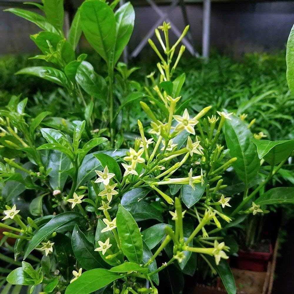 Night Blooming Jasmine I 30 Live Plants I Cestrum Nocturnum | Fragrant White Flowers for Evening Garden Bliss, Perfect for Container Gardening, Easy to Grow