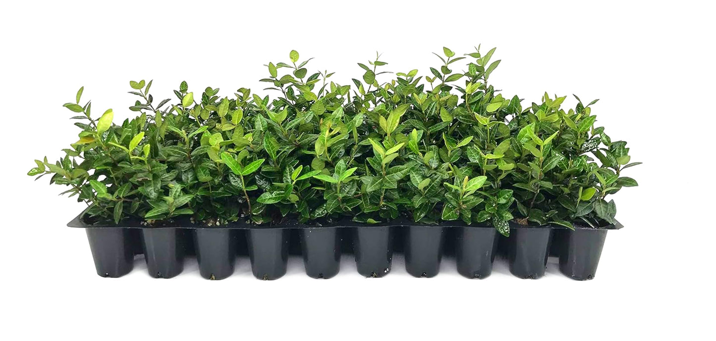 Asiatic Jasmine Minima | 60 Live Plants | Trachelospermum Asiaticum | Ground Cover, Fast Growing, Low Maintenance Evergreen, Cold Hardy, Drought Tolerant, Dense Growth, Landscaping