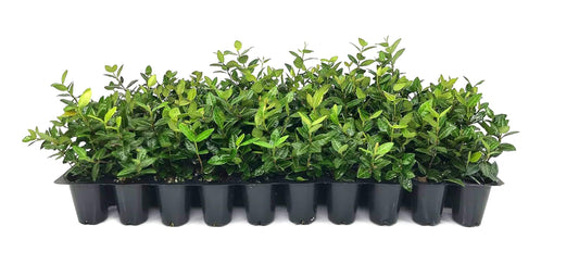 Asiatic Jasmine Minima | 50 Live Plants | Trachelospermum Asiaticum | Ground Cover, Fast Growing, Low Maintenance Evergreen, Cold Hardy, Drought Tolerant, Dense Growth, Landscaping