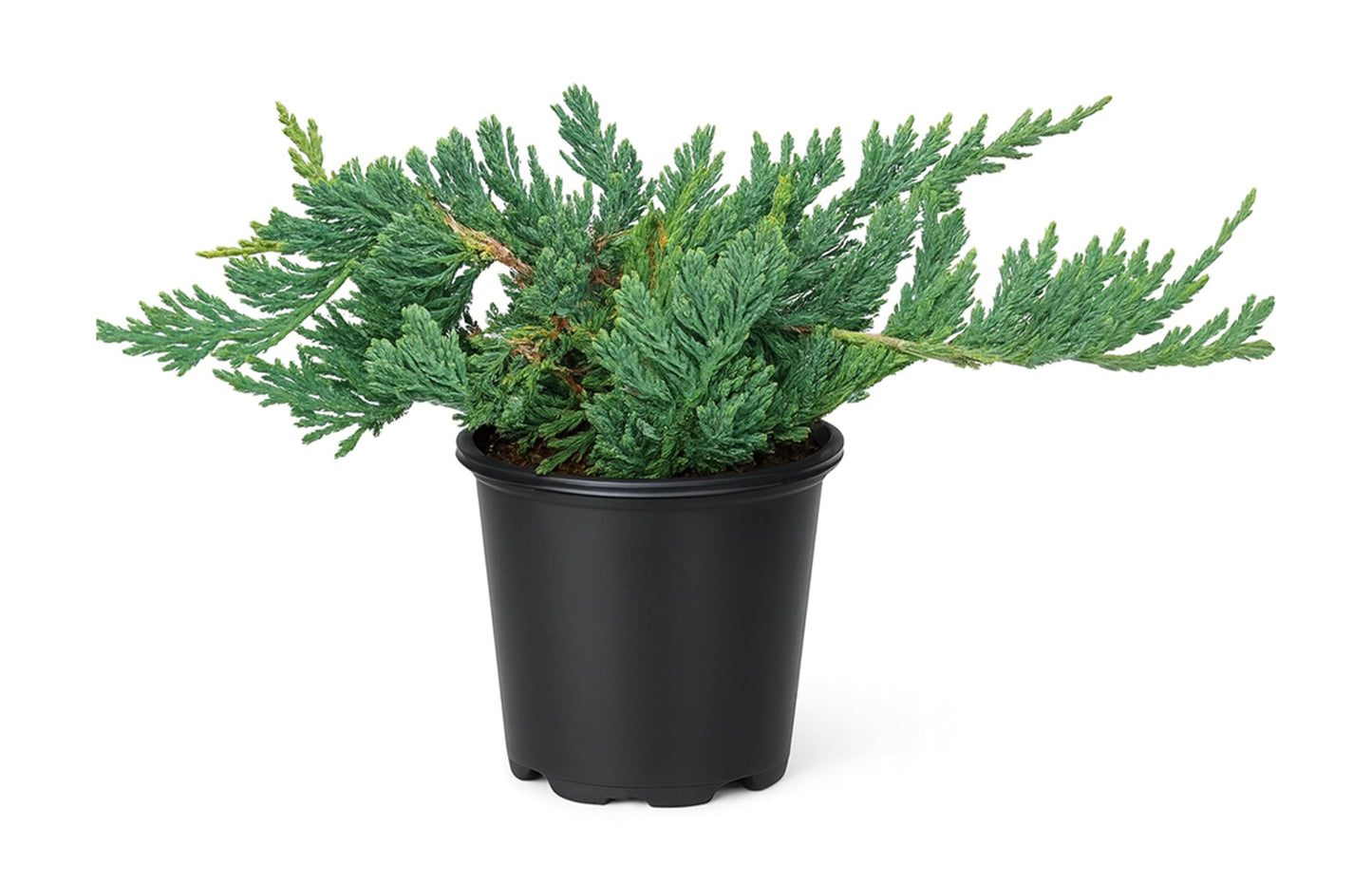Blue Rug Juniper Wiltonii | 30 Live 4 Inch Plants | Juniperus Horizontalis | Creeping Ground Cover, Low Maintenance Shrub, Drought Tolerant, Evergreen Foliage, Fast Growing, Erosion Control