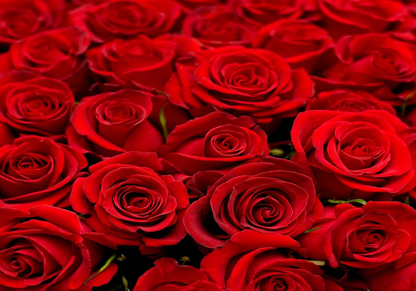 SHDASMIL 5X3ft Bright Red Roses Close Up Backdrop Fresh Floral Bouquet Background for Valentines Day Wedding Party