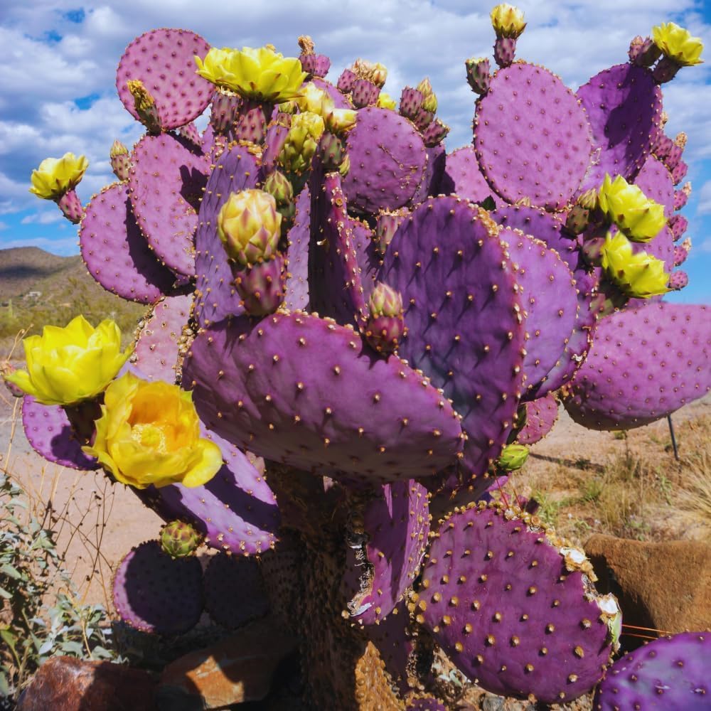 Purple Prickly Pear Cactus Live Plant, in 3 Inch Pot, Prickly Cactus Plant, Colorful Succulent for Garden and Containers