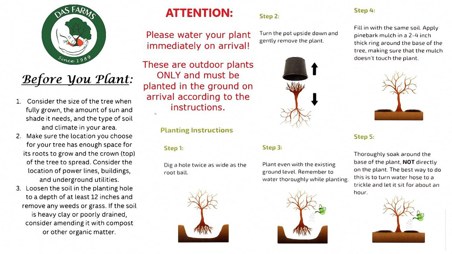 Gala Apple Tree - Grow Fresh Fruit - Live Plant Shipped 3 Feet Tall by DAS Farms