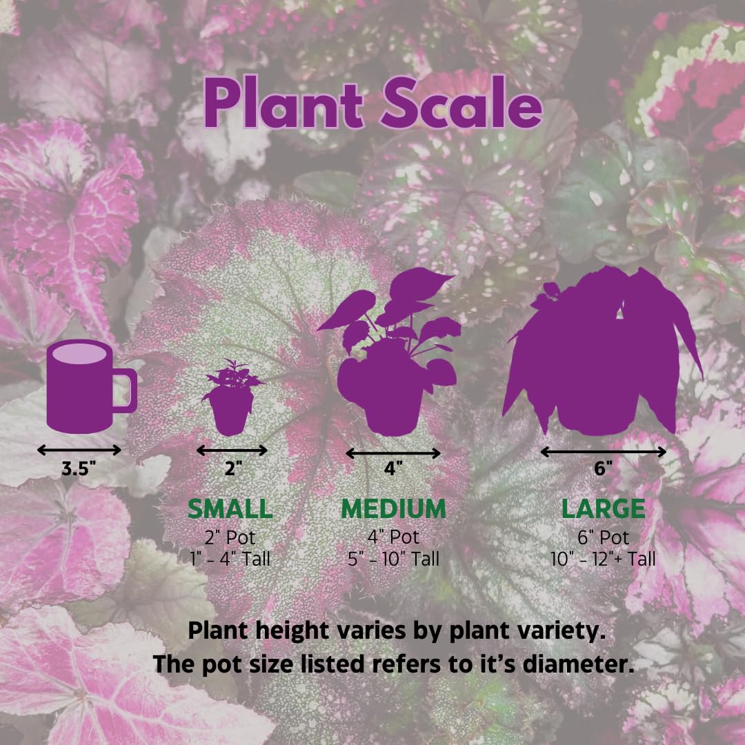 BubbleBlooms Peperomia Assortment, 6 Different peperomias in 2 inch pots Grower's Choice