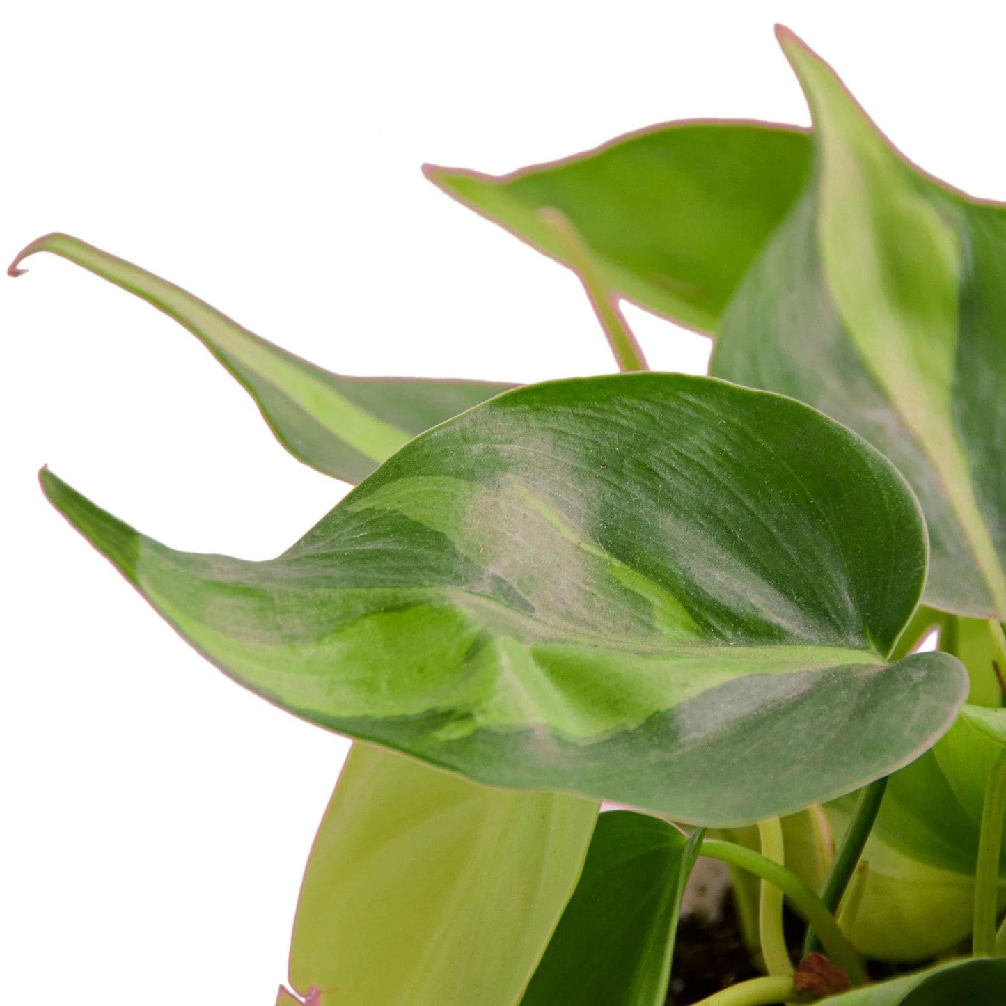 3 Pack Philodendron 'Brasil' in 4in Pot - Live Tropical Houseplant - Easy to Grow | Air Purifying | Variegated | USA Growers | The Snobby Leaf