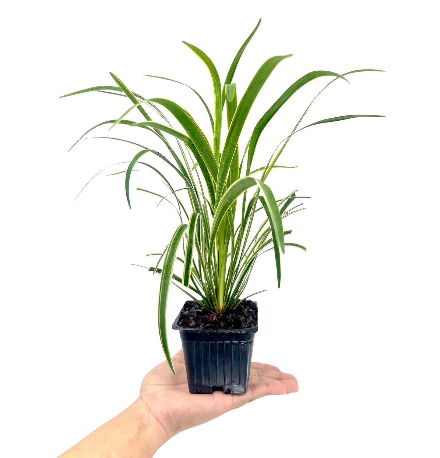Variegated Liriope | 36 Live 4 Inch Pots | Liriope Muscari Variegata | Ornamental Ground Cover Plants | Evergreen Foliage