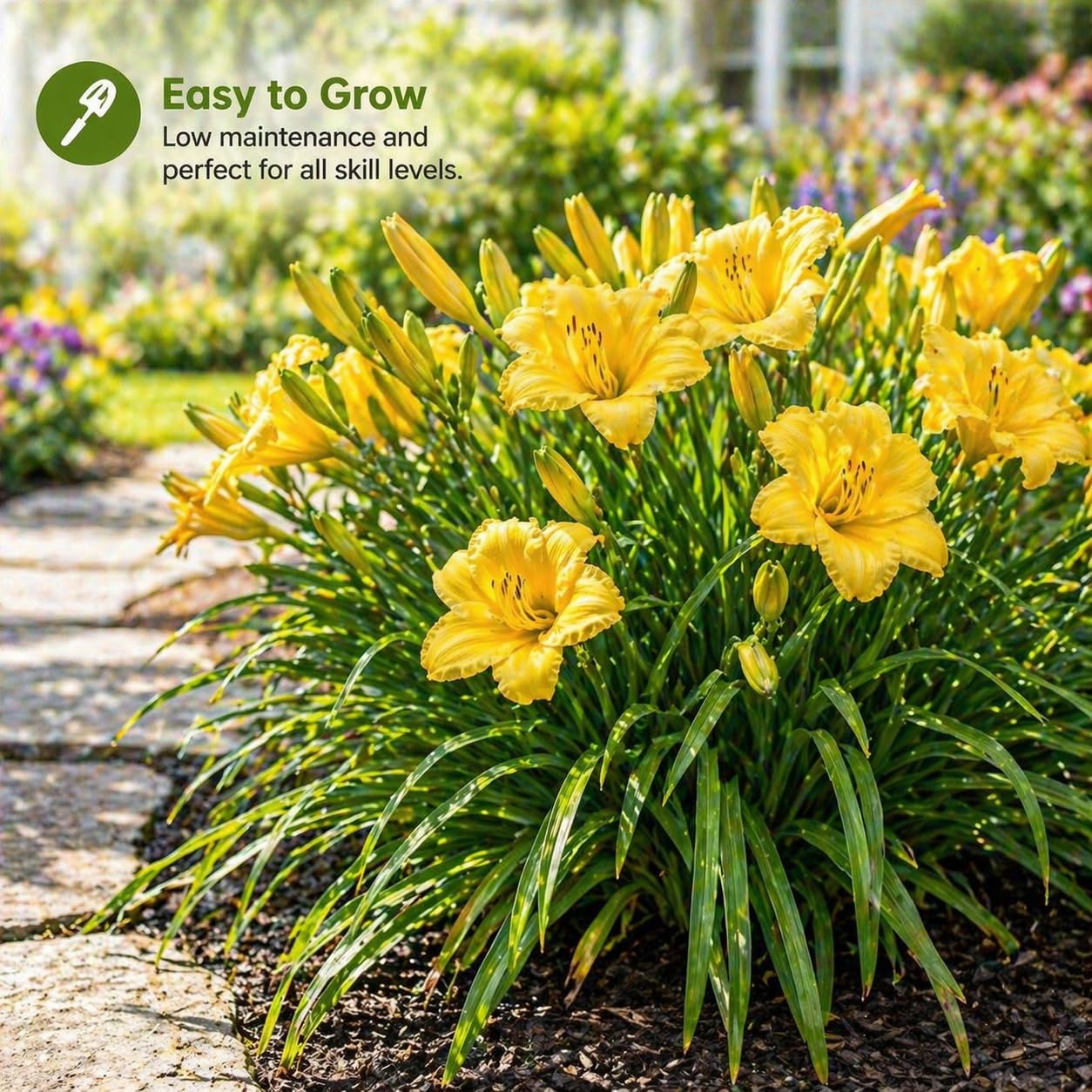 American Stella D’Oro Daylily Bare Roots – Perennial Hemerocallis for Spring Planting – Easy-to-Grow Outdoor Garden Flowers – Attracts Butterflies & Bees (6, Six Bare Roots)
