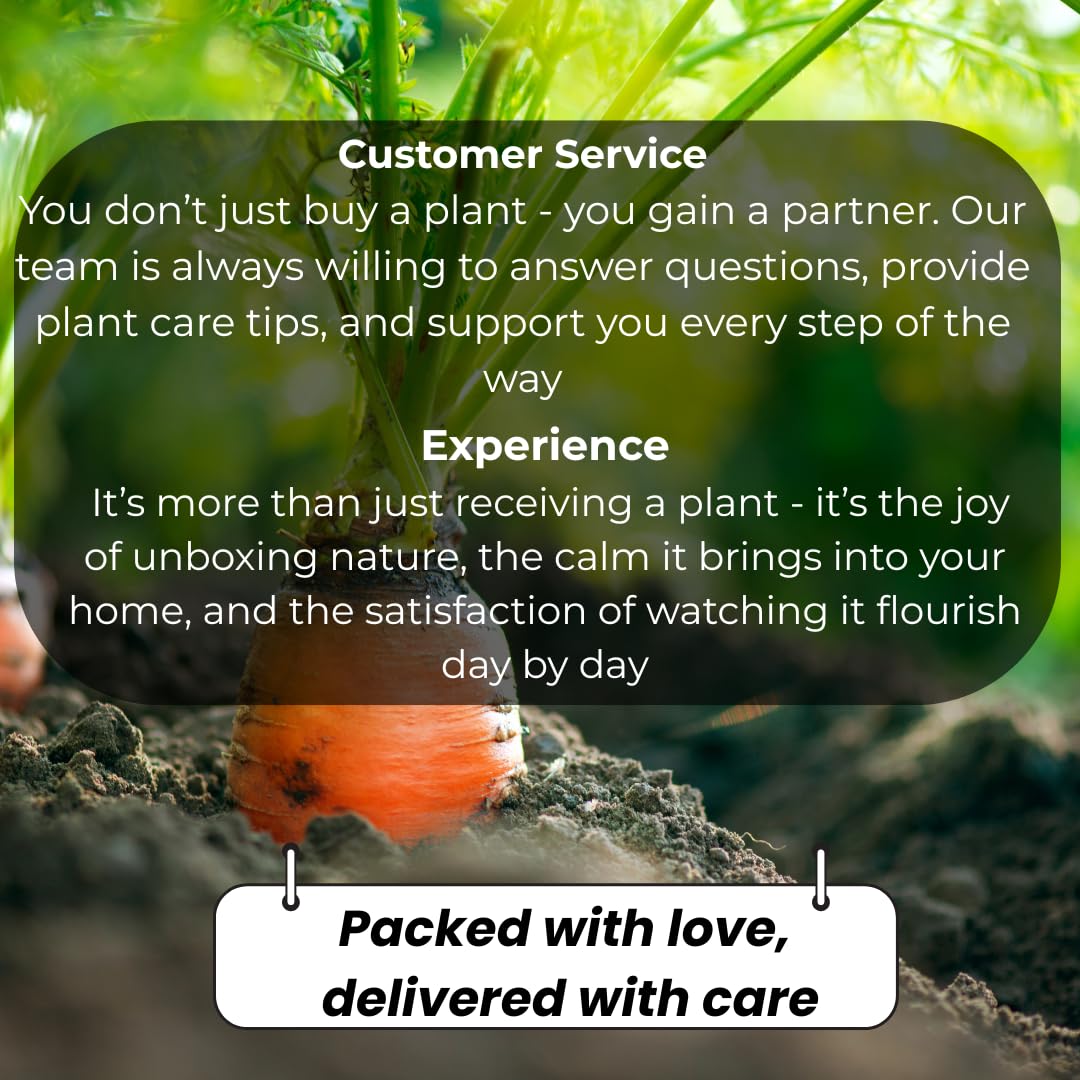 Sunset Orange Christmas Cactus Plant Live | 4 to 7 Inch Tall Potted Indoor Decorative Plant for Home & Office | Live Christmas Cactus Plants Houseplants | Christmas Hanging Baskets for Outdoors