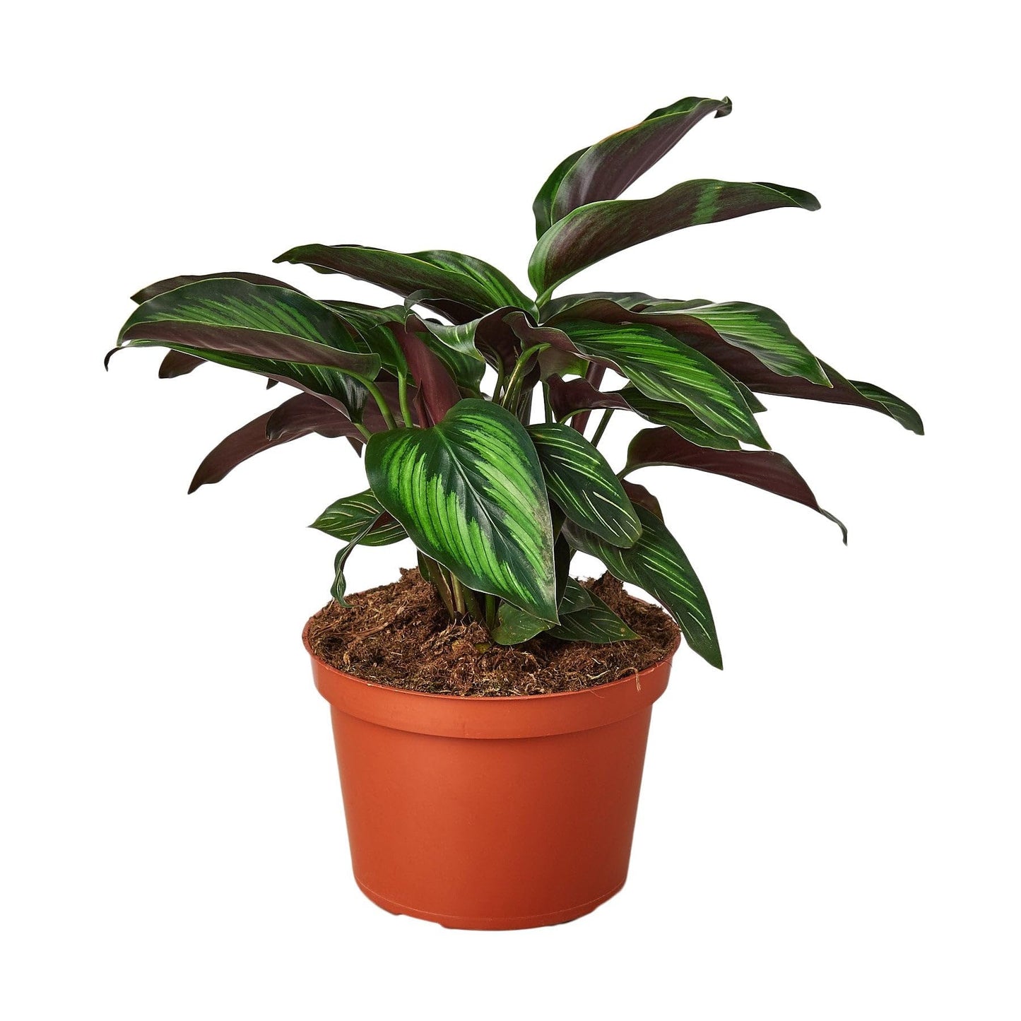 4 Pack Calathea 'Beauty Star' in 4in Pot - Live Plants Tropical Houseplants | Variegated | USA Growers | The Snobby Leaf