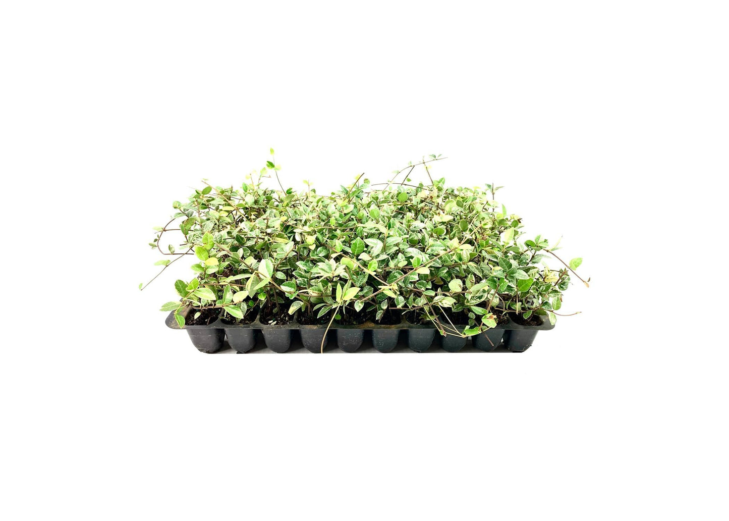 Variegated Asiatic Jasmine Minima | 20 Live Plants | Easy-Grow Ground Cover | Lush, Trailing Green and White Foliage | Perfect for Gardens and Landscape Borders | Hardy Evergreen Plant