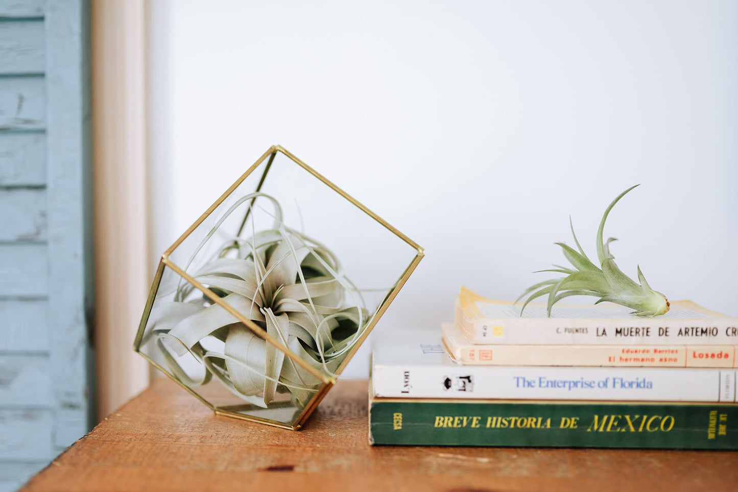 Air Plant Shop 12 Pack Tillandsia Jumbo Variety Pack Air Plants- Wholesale and Bulk - Succulents - Live Tillandsia - Easy Care Indoor and Outdoor House Plants