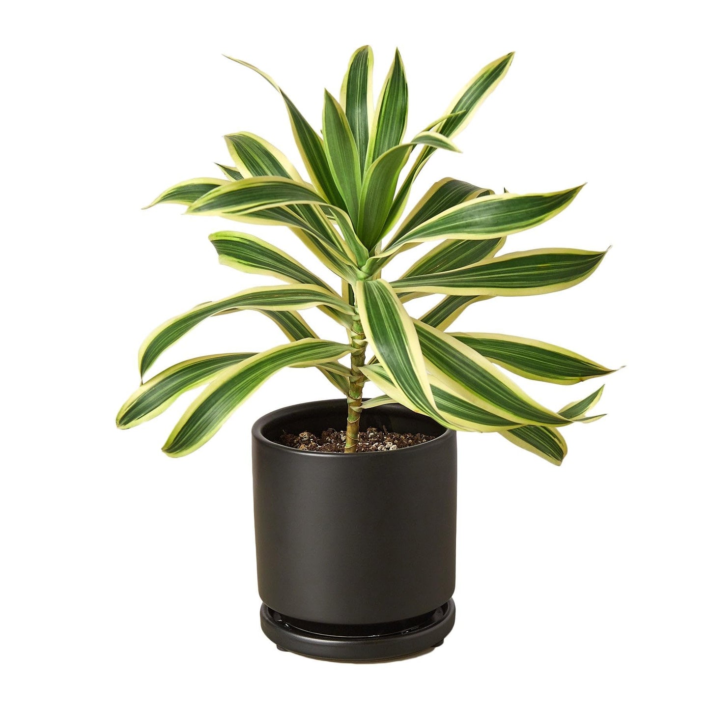 9 Pack Dracaena 'Song of India' in 6in Pot - Live Plants Tropical Houseplants | Variegated | USA Growers | The Snobby Leaf