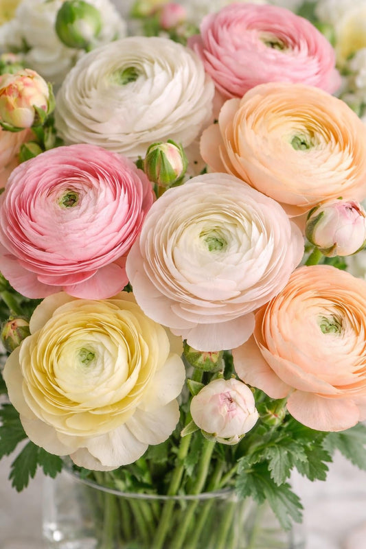 Pastel Ranunculus Flower Bulb Mix – 50 Premium Bulbs for Planting | Romantic Light Colors | Easy to Grow Perennials for Garden Beds, Pots & Borders - Romantic Color