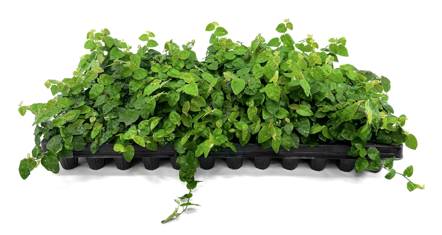 Creeping Fig Vine | 60 Live Plants | Ficus Pumila | Fast-Growing Ground Cover | Evergreen Climbing Vine for Walls & Trellises