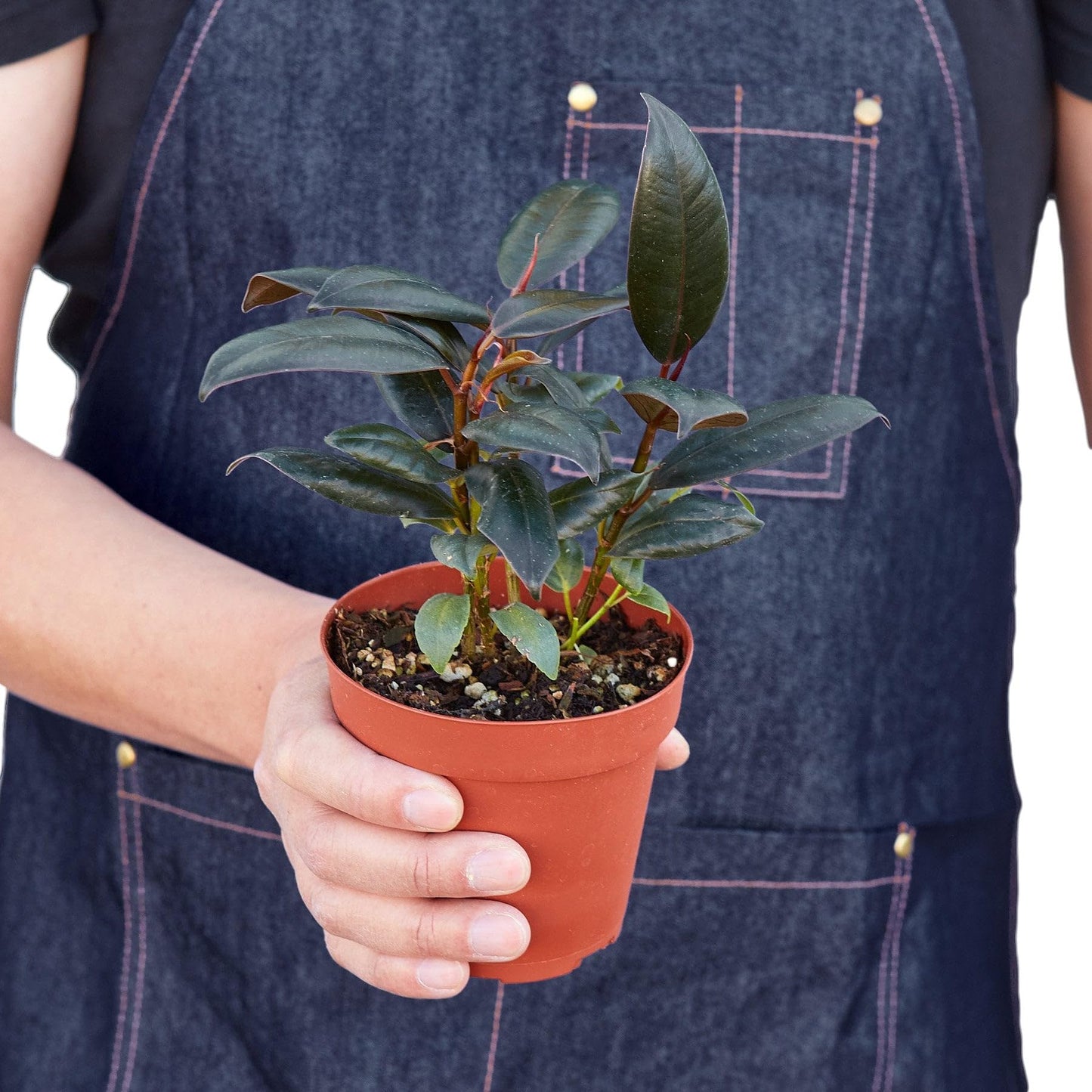 7 Pack Ficus Elastica 'Burgundy' in 4in Pot - Live Plants Tropical Houseplants | Variegated | USA Growers | The Snobby Leaf