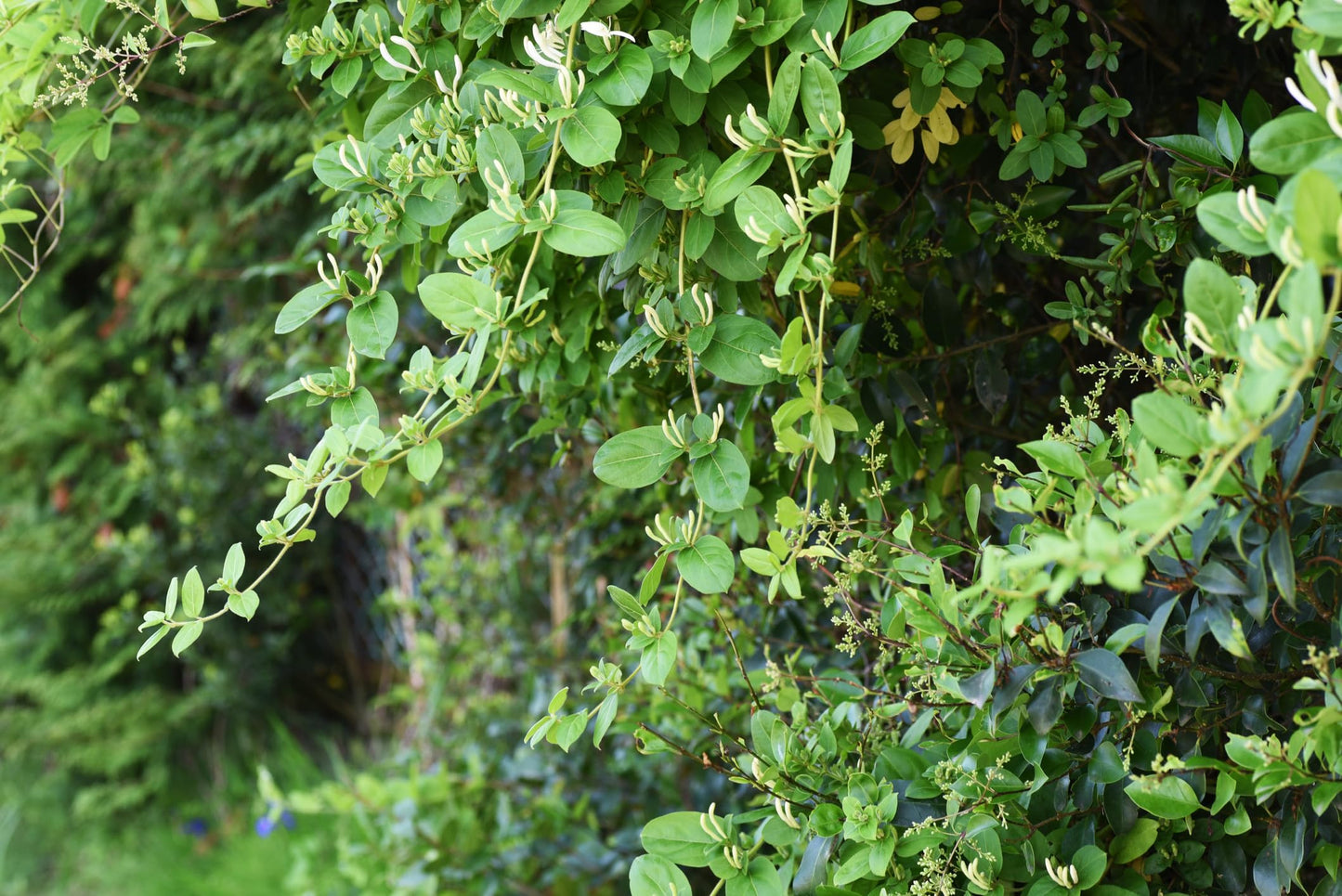 Gold Flame Honeysuckle Vine - Lonicera - Very Hardy - 2.5" Pot