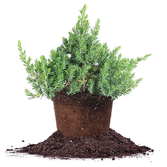 Perfect Plants Blue Pacific Juniper Shrub 1 Gallon | Real Live Outdoor Plant | Exotic Groundcover Perennial | Evergreen Foliage All Year Long