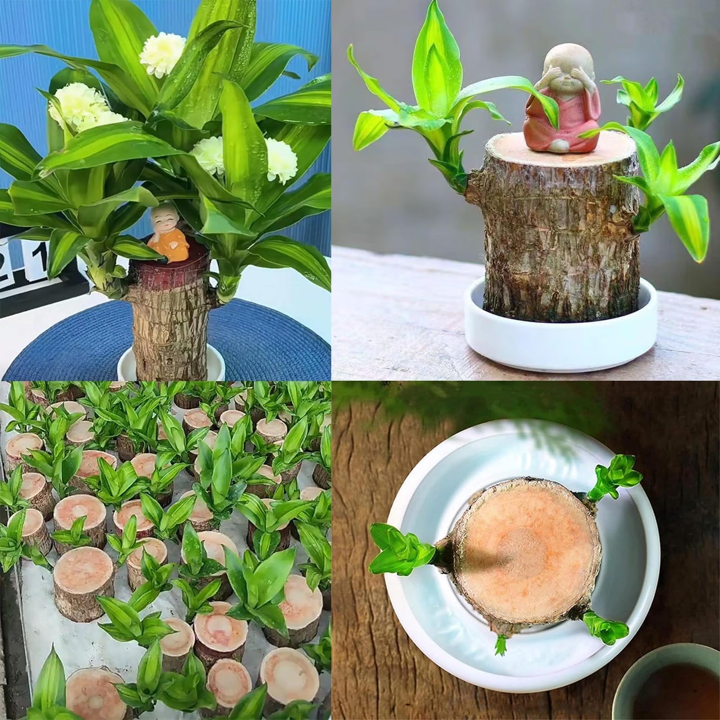 Brazilian Lucky Wood Plant,Brazilian Wood Doesn't Need to Wait to Sprout, Natural Air Cleaner, Suitable for Home Office Desk Decor (Panda)