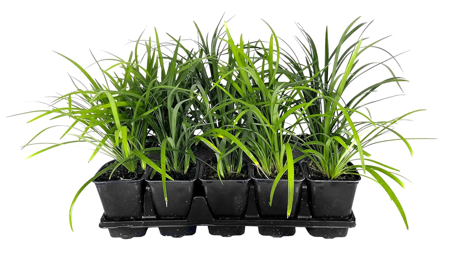 Super Blue Lilyturf - Liriope Muscari - 1 Live 4 Inch Pot - Drought Tolerant Low Maintenance Groundcover Plants