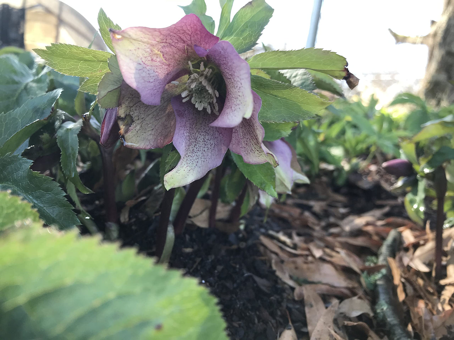 3 Containers of Mixed Lenten Rose/Hellebore in 2.5 Inch Pots- Great for Fall Planting!