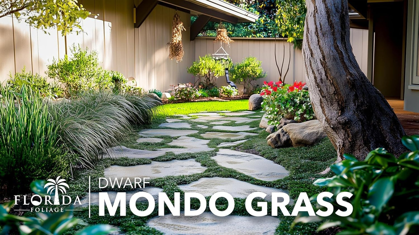 Dwarf Mondo Grass | 1 Large 4 Inch Pot | Ophiopogon Japonicus Nanus | Live Evergreen Shade Loving Groundcover