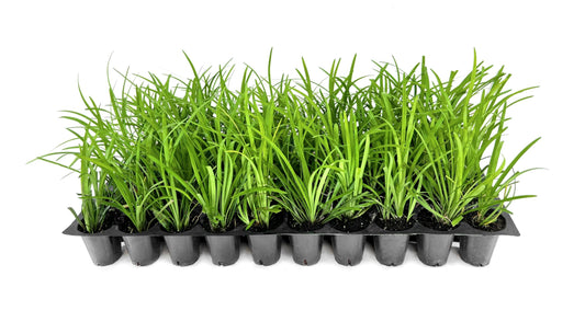 Liriope Big Blue | 20 Live Plants | Liriope muscari | Lavender Blue Flowers | Evergreen Ground Cover for Shade | Landscape Borders for Walkways and Beds
