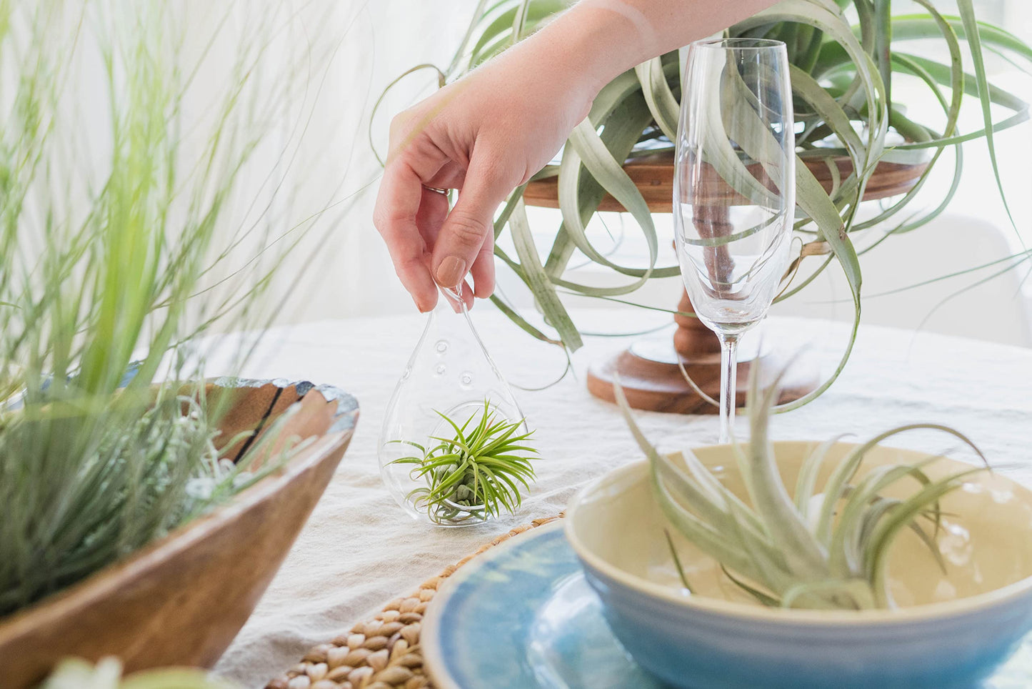 Small Tectorum Ecuador Air Plant - Live Tillandsia Succulent House Plants - Available in Wholesale and Bulk - Home and Garden Decor - Easy Care Indoor and Outdoor Plants (Small-1 PC)