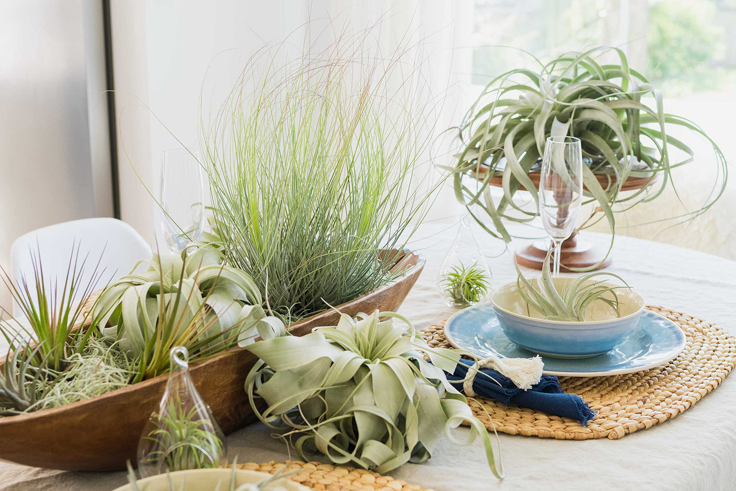 Air Plant Shop XL Tillandsia Caput Medusae Air Plants - Live Tillandsia - Easy Care Indoor and Outdoor House Plants (Pack of 1)
