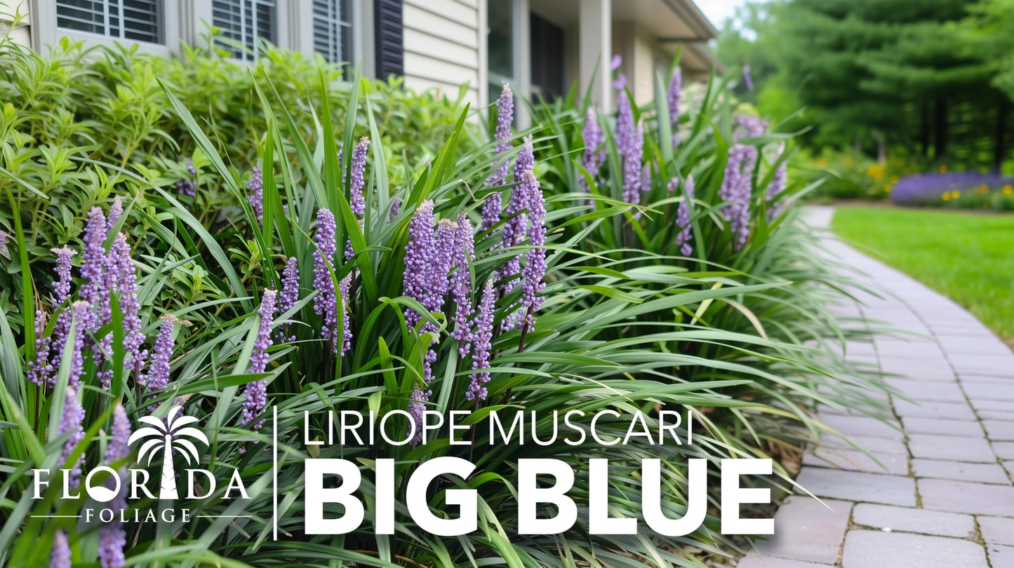 Liriope Big Blue | 1 Large Trade Gallon Size Plant | Liriope muscari | Lavender Blue Flowers | Evergreen Ground Cover for Shade | Landscape Borders for Walkways and Beds