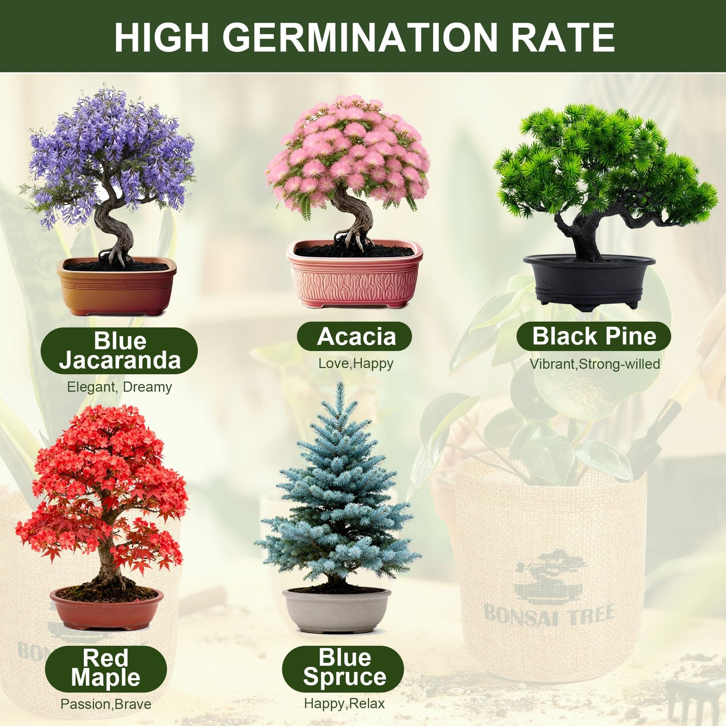 5 Pack Bonsai Tree Kit - 5 Seeds Growing Plant Bonsai Tree Live Kit for Beginners, Easy to Grow Complete Indoor Garden Starter Kits with Wooden Box & Tools, Christmas Gifts for Men Women Plant Lover