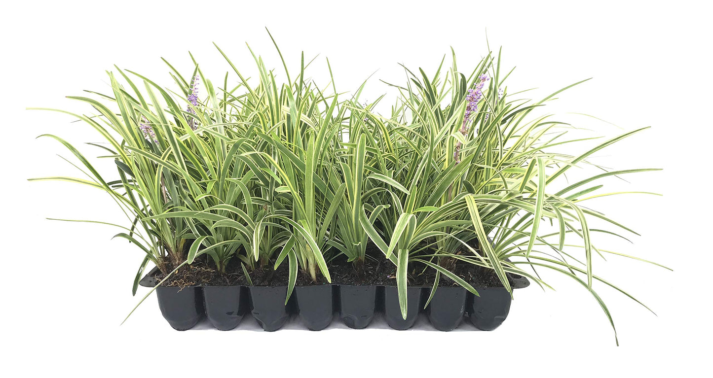 Variegated Liriope | 40 Live Plants | Liriope Muscari Variegata | Ornamental Ground Cover Plants | Evergreen Foliage