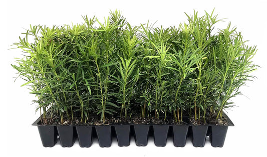Podocarpus Macrophyllus Japanese Yew | 30 Live Plants | Podocarpus macrophyllus | Privacy Hedge Shrub | Evergreen Landscaping Plants for Gardens & Borders