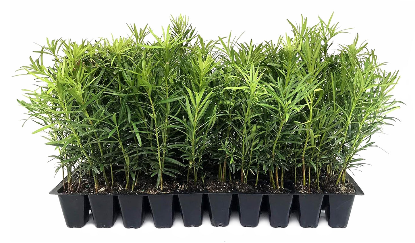 Podocarpus Macrophyllus Japanese Yew | 60 Live Plants | Podocarpus macrophyllus | Privacy Hedge Shrub | Evergreen Landscaping Plants for Gardens & Borders