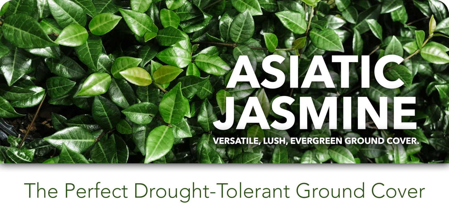 Asiatic Jasmine Minima | 30 Live Plants | Trachelospermum Asiaticum | Ground Cover, Fast Growing, Low Maintenance Evergreen, Cold Hardy, Drought Tolerant, Dense Growth, Landscaping