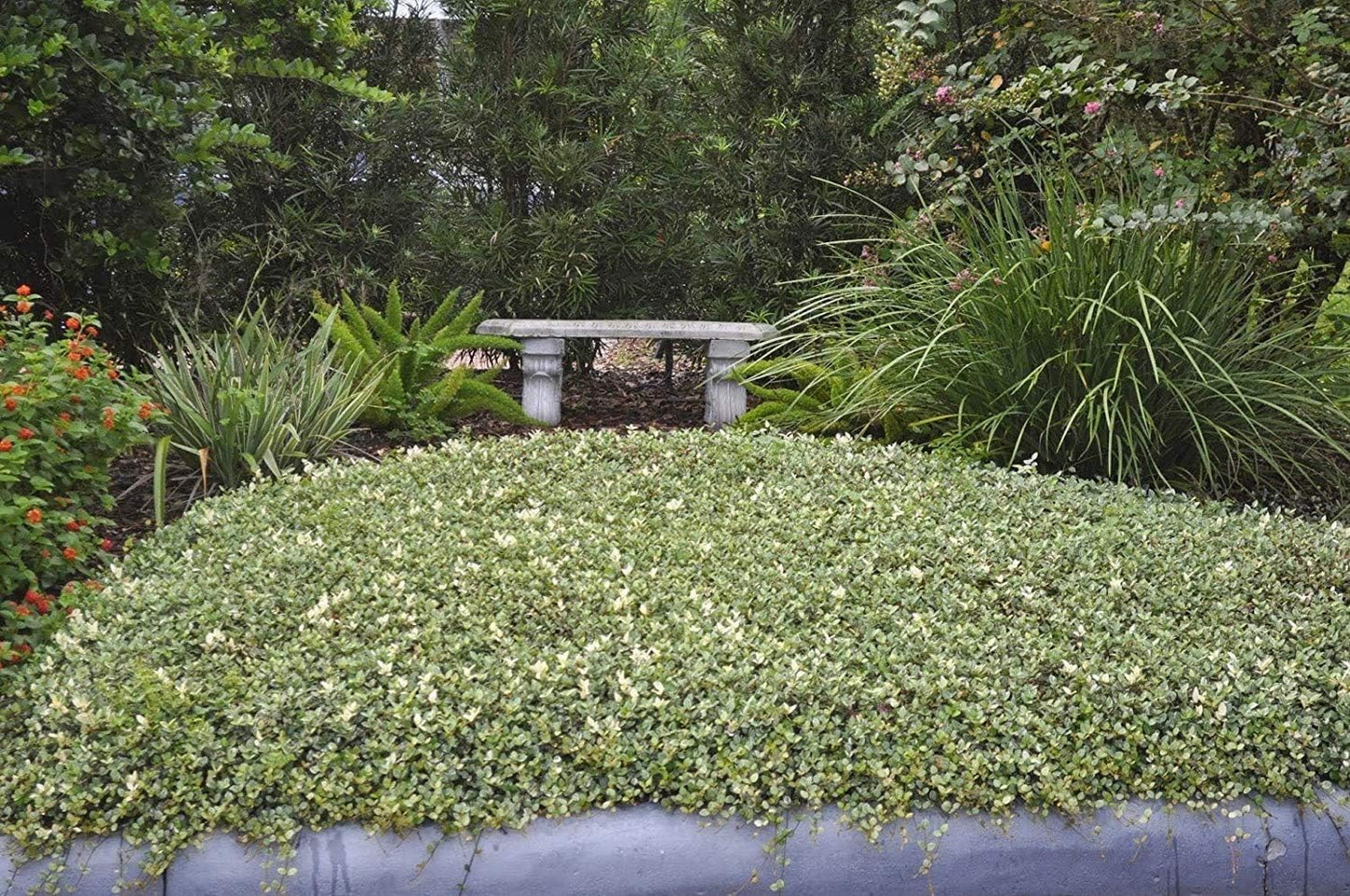 Variegated Asiatic Jasmine Minima | 20 Live Plants | Easy-Grow Ground Cover | Lush, Trailing Green and White Foliage | Perfect for Gardens and Landscape Borders | Hardy Evergreen Plant