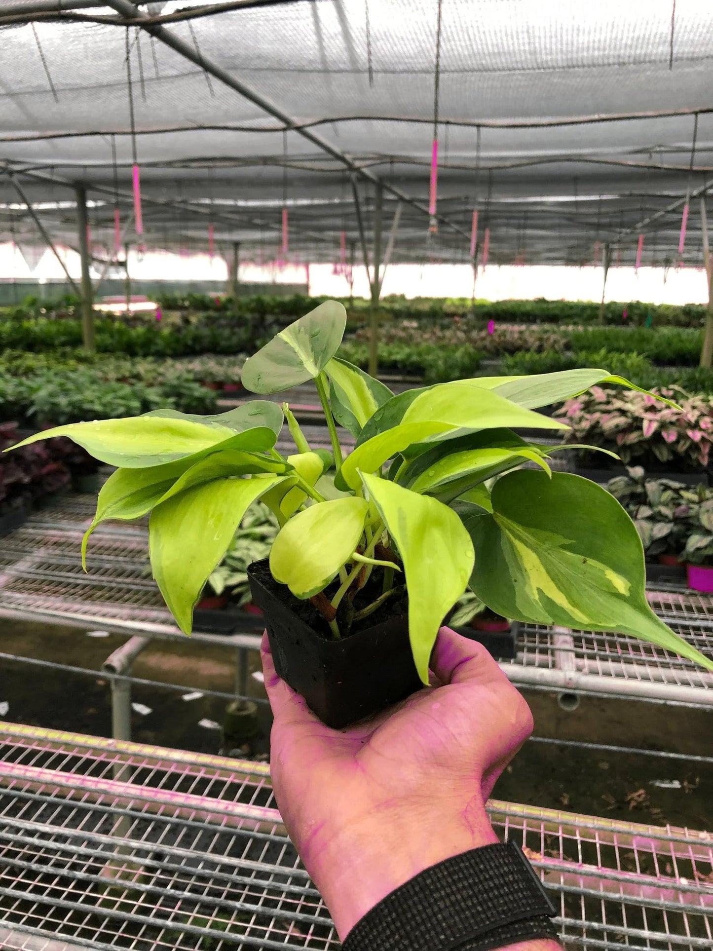 Philodendron 'Brasil' in 3in Pot - Live Tropical Houseplant - Easy to Grow | Air Purifying | Variegated | USA Growers | The Snobby Leaf