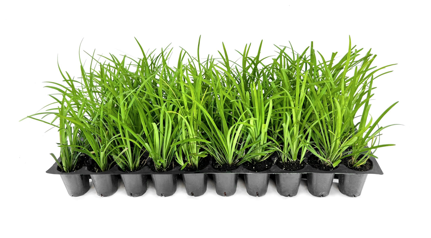 Big Blue Lilyturf | 3 Live Plants | Liriope muscari ‘Big Blue’ | Flowering Ground Cover for Landscaping | Low-Maintenance Ornamental Grass