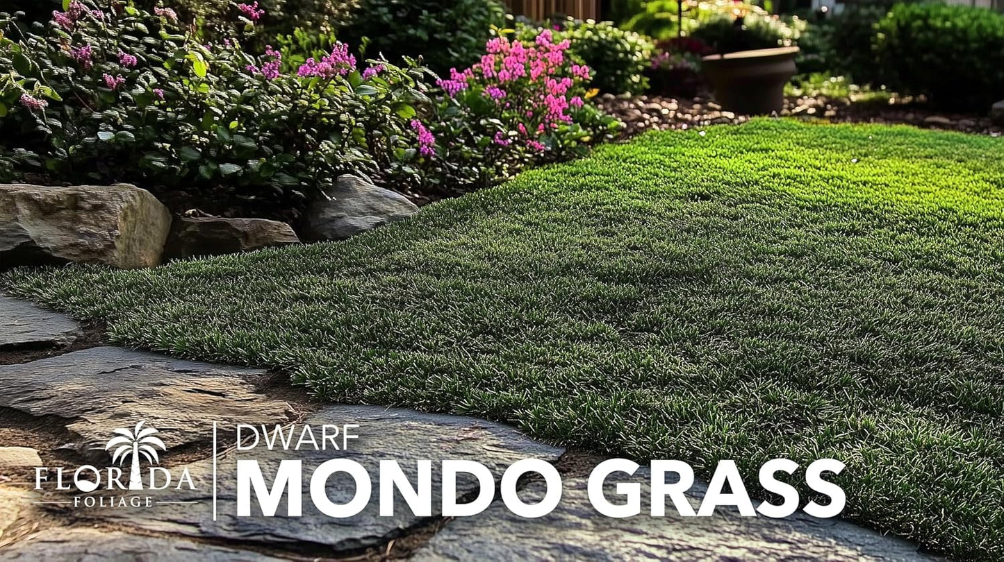 Dwarf Mondo Grass | 1 Large 4 Inch Pot | Ophiopogon Japonicus Nanus | Live Evergreen Shade Loving Groundcover