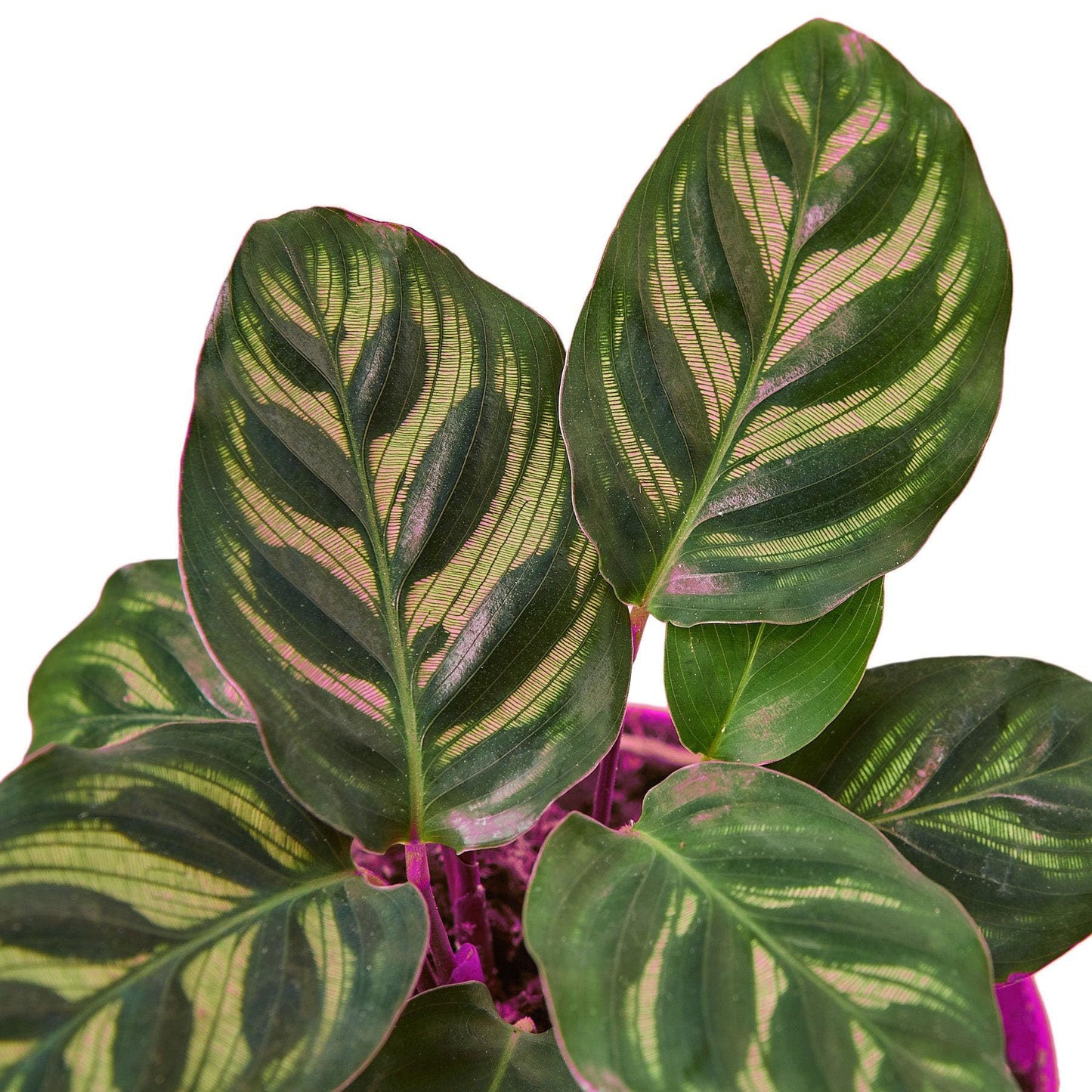 Calathea 'Makoyana' in 4in Pot - Live Tropical Houseplant - Easy to Grow | Air Purifying | Pet Friendly | Variegated | USA Growers | The Snobby Leaf