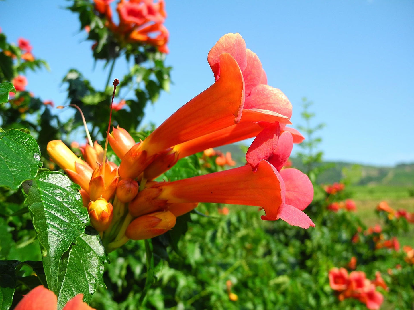 Greenwood Nursery: Live Perennial Plants - Orange Trumpet Creeper Vine + Campsis Radicans - [Qty: 5X Pint Pots] - (Click for Other Available Plants/Quantities)