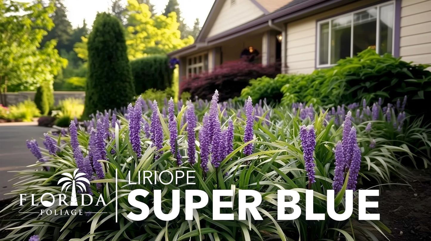 Super Blue Liriope Muscari - 30 Live Plants - Evergreen Ground Cover Grass