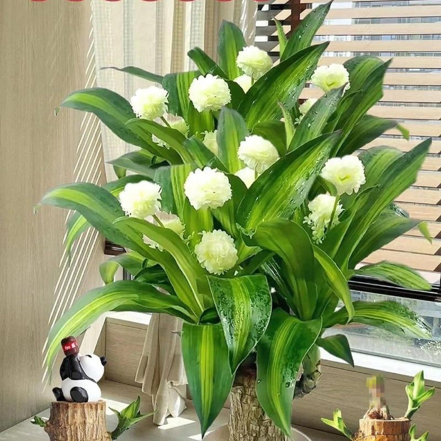 Brazilian Lucky Wood Plant,Brazilian Wood Doesn't Need to Wait to Sprout, Natural Air Cleaner, Suitable for Home Office Desk Decor (Panda)