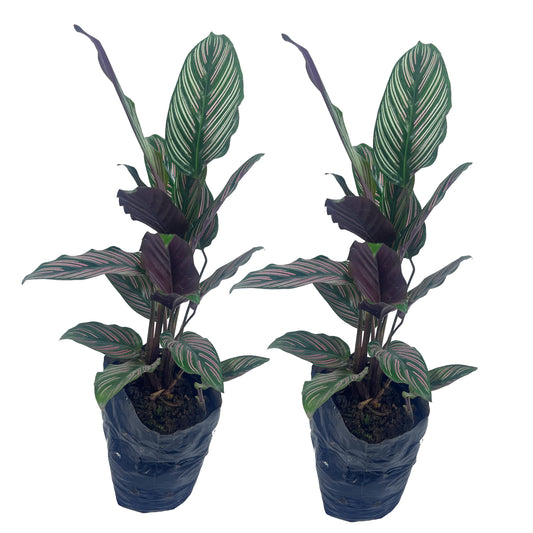 LEAL PLANTS ECUADOR Calathea Ornata Sanderiana Stretched (Pack of 2) Fascinating Leaf Movement, Easy Care Tropical Houseplant, Air-Purifying, Ideal for Home & Office Decor, Unique Living Plant Gift