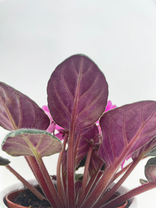 African Violet Live Plant Purple Flowers 4" Pot Indoor Houseplant Blooming Live Flowering Plant Easy Care Gift for Home or Office
