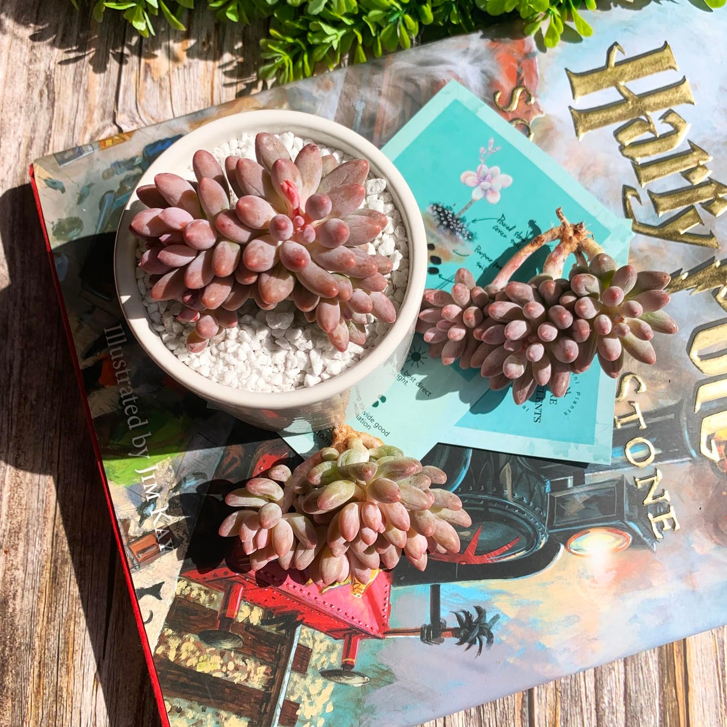 Pachyphytum Baby Finger Rare Live Succulent Plants, Cluster 2.7" Pink, Bare Root Without Pot & Soil, Garden Indoor Office Desk Baby Shower Decoration, Friend Plant Lovers Gifts