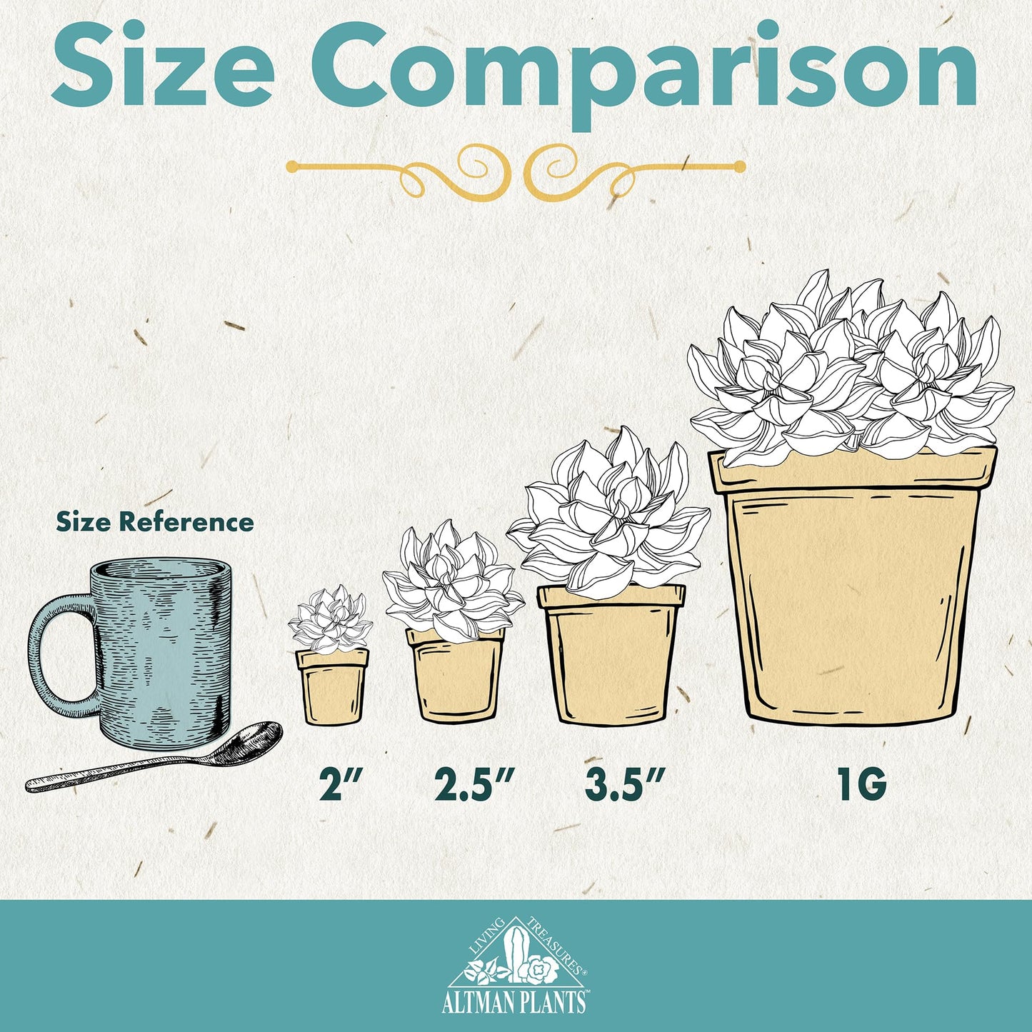 Altman Plants Live Jade Plant Collection (8PK), Classic Jade Plants in 2.5" Pots, Mini Succulents, Sunset Jade, Live Succulents, Crassula Ovata, Variegated Live Plants & House Plants in Succulent Soil