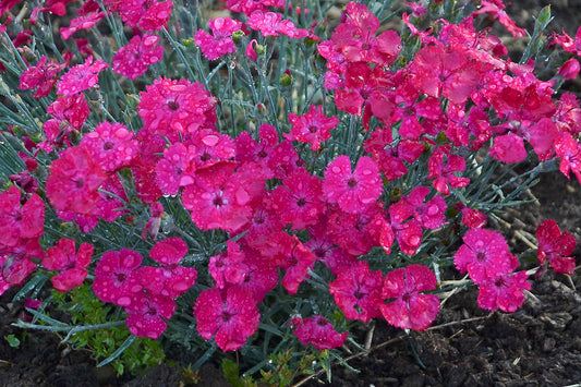 Live Plant from Green Promise Farms - Proven Winners, Dianthus Paint The Town Magenta Pinks, Bright Magenta Flowers - #1 Gallon Size Container